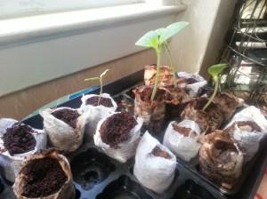 Yellow squash, pumpkin and tomato seedlings