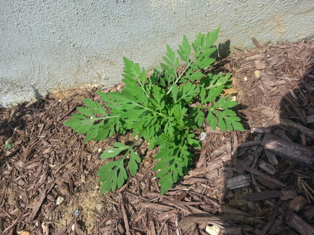 Feverfew or Mugwort?