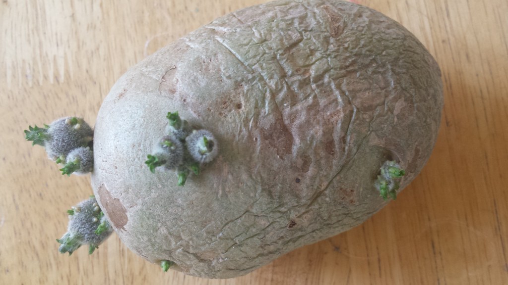 Things Besides Food, and Also&nbsp;Food