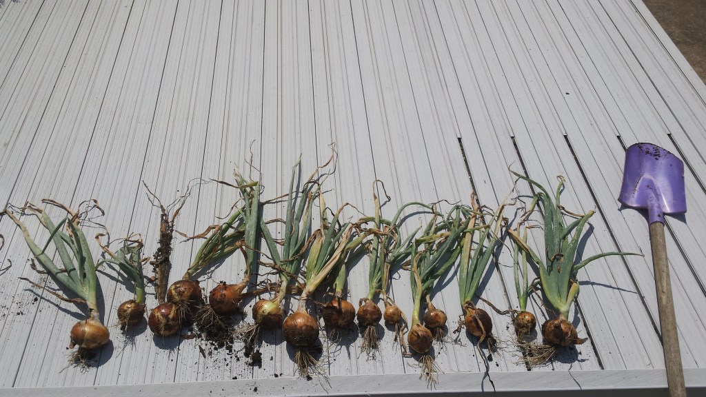 The Alliums of&nbsp;August