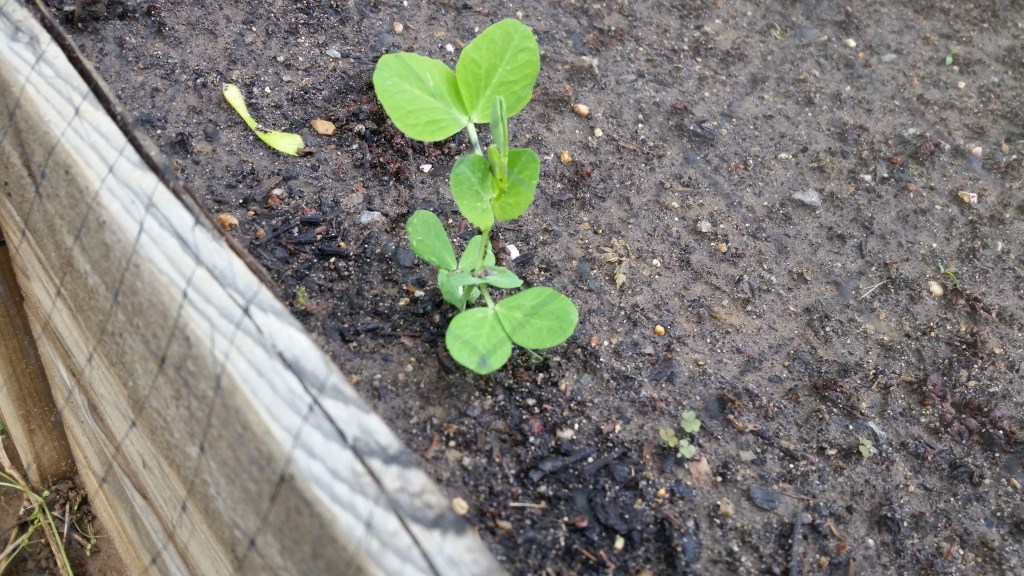 Tend Your Own&nbsp;Garden