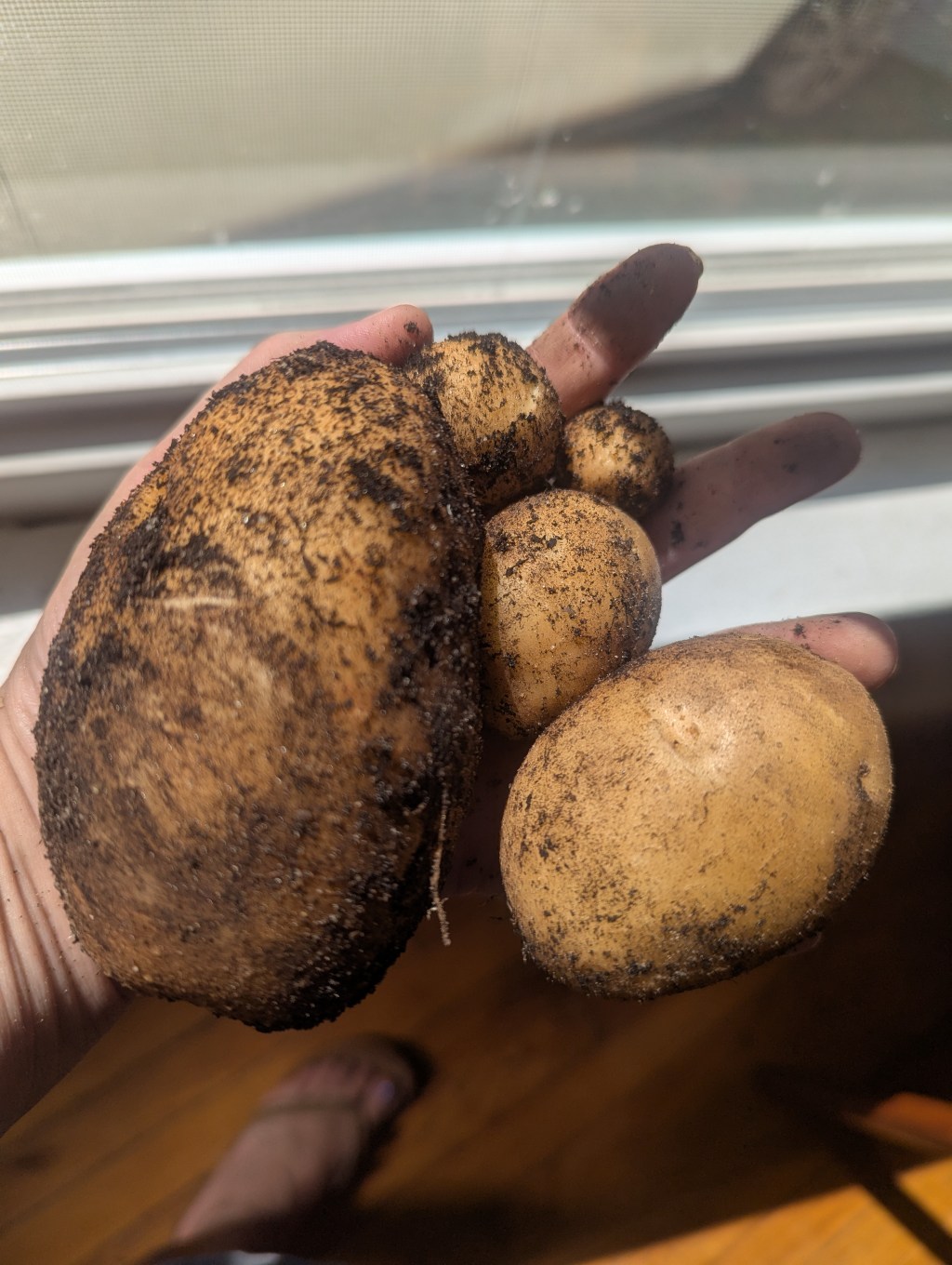 Puppies and Potatoes