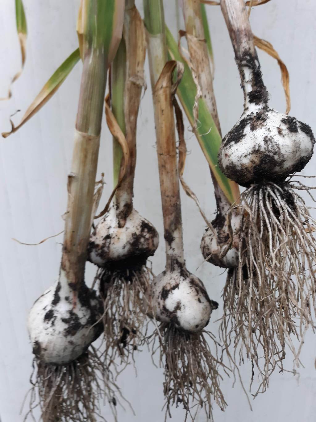 Growing Garlic in Zone&nbsp;7b