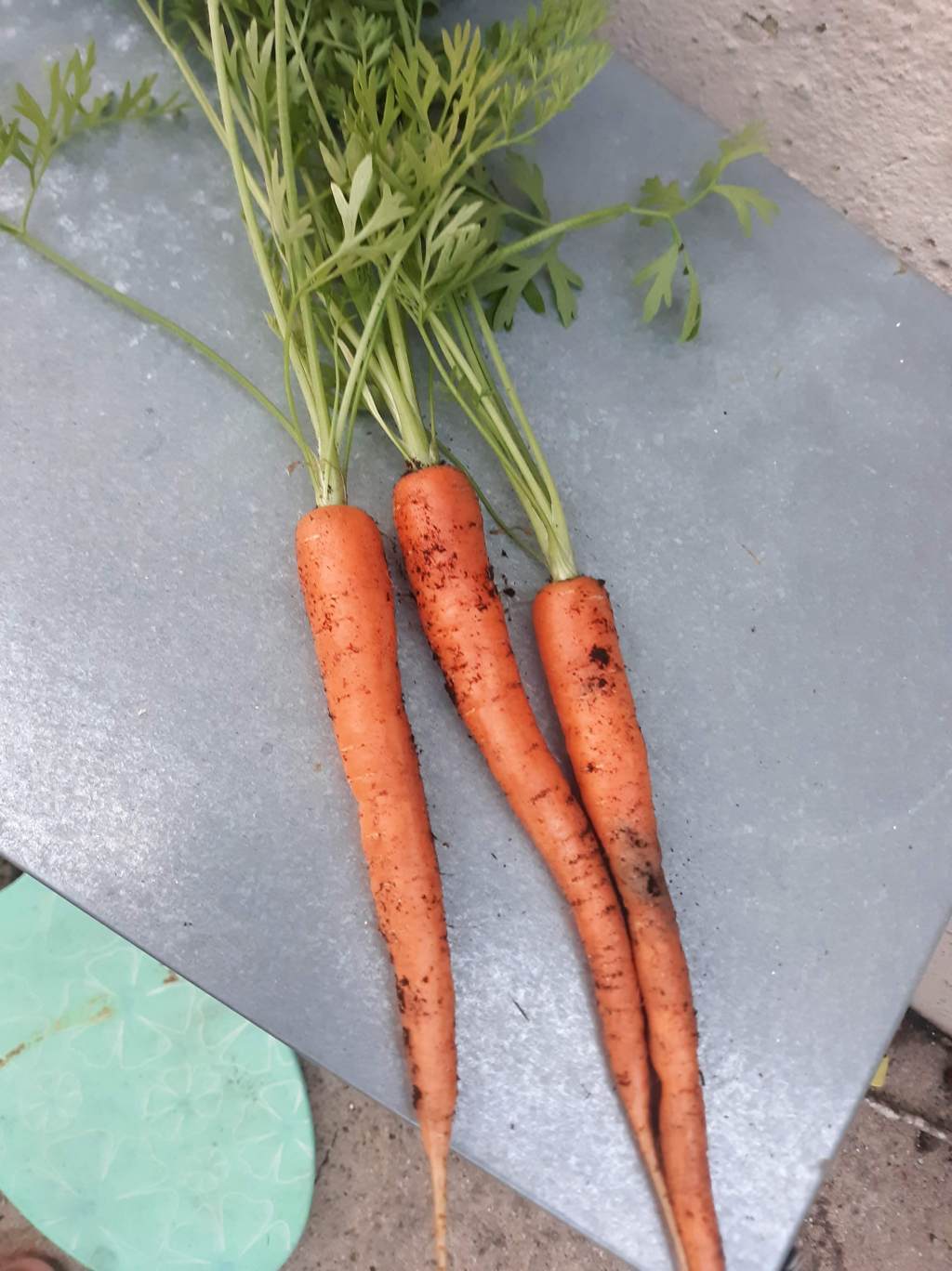 Growing Carrots in Zone&nbsp;7b