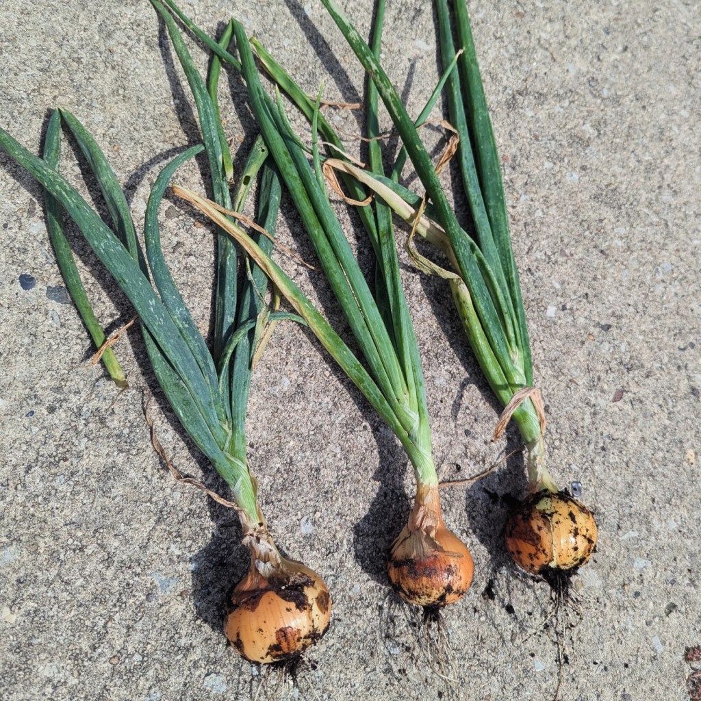 Growing Onions in Zone&nbsp;7b