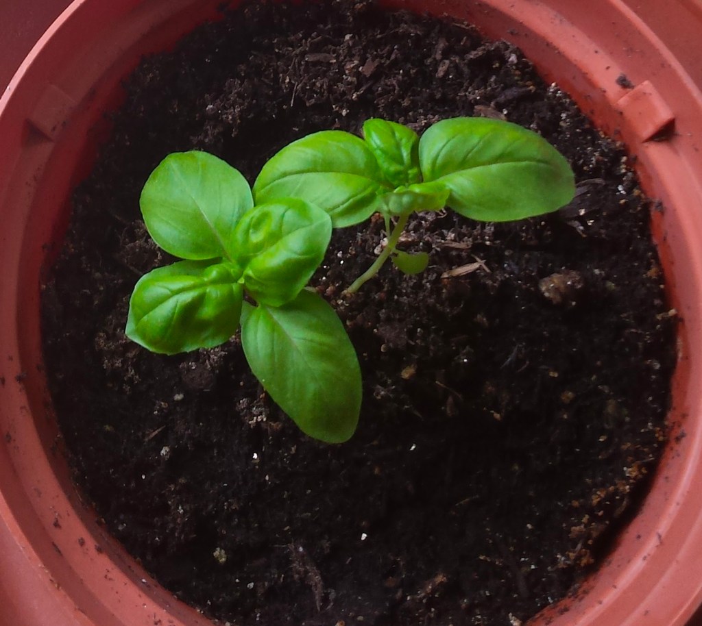 Growing Basil in Zone&nbsp;7b