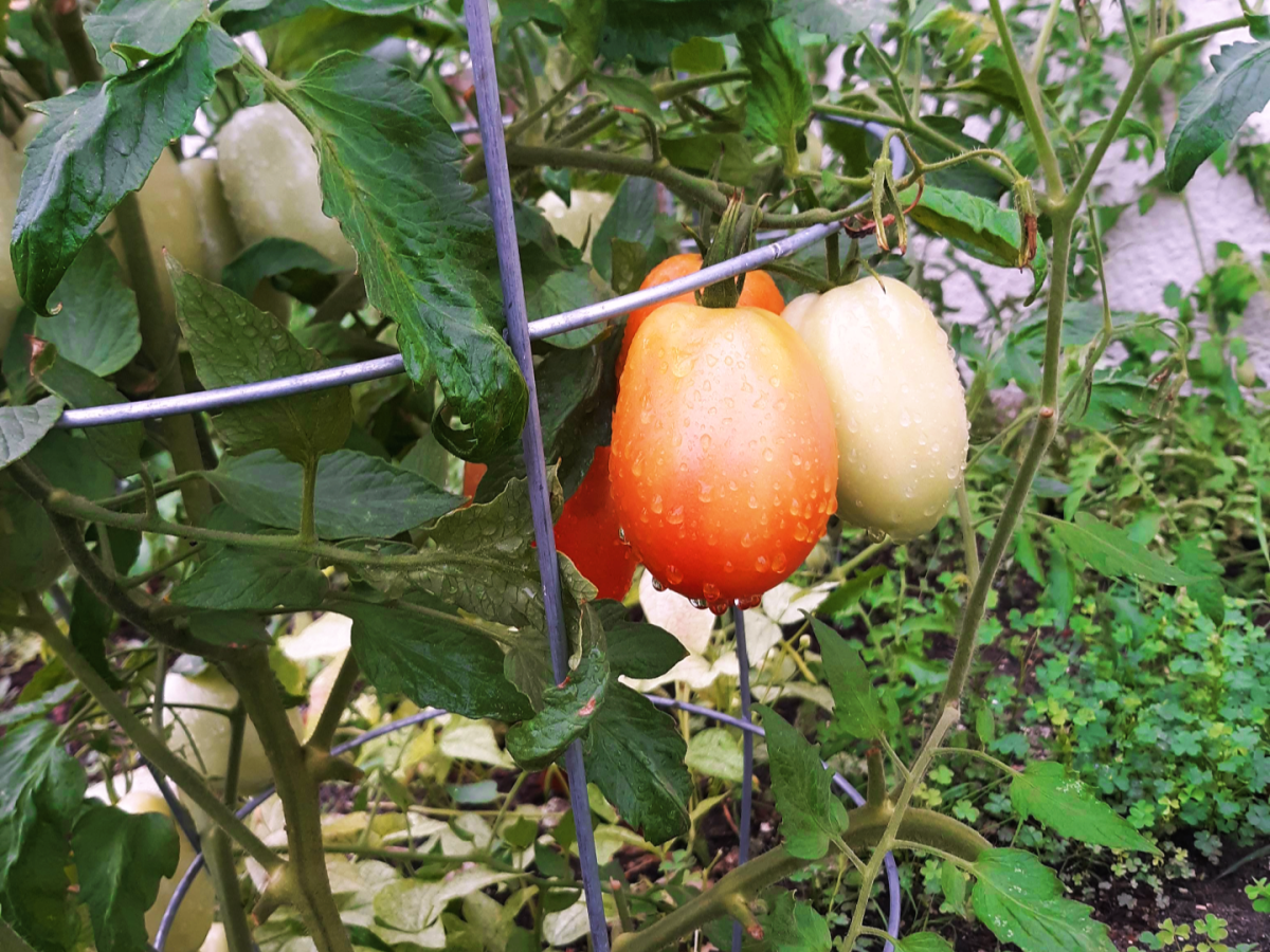 Growing Tomatoes (Indeterminate) in Zone&nbsp;7b