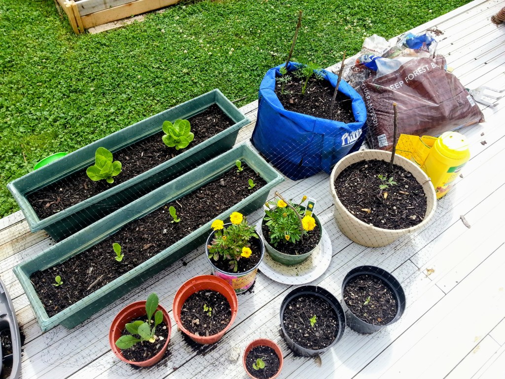 You Should Grow Something. Yes,&nbsp;You.