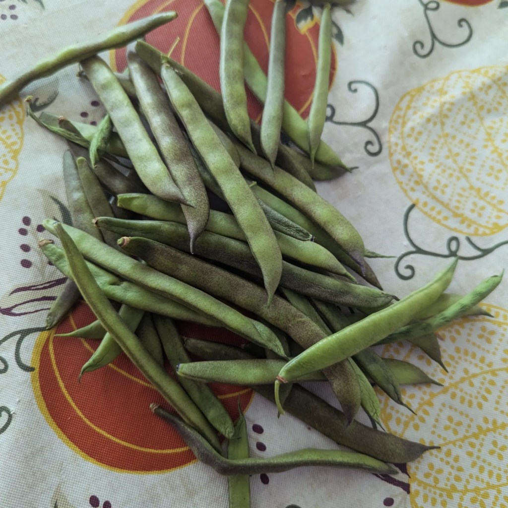 Growing Green Beans in Zone&nbsp;7b