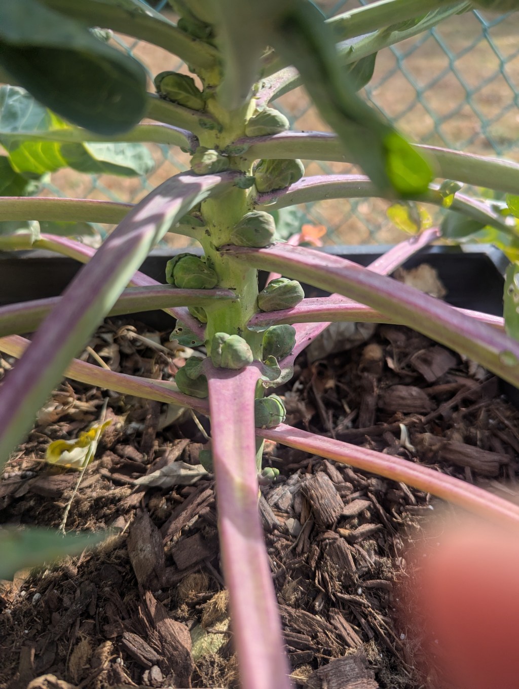 Wintry Walks & More&nbsp;Thrifting