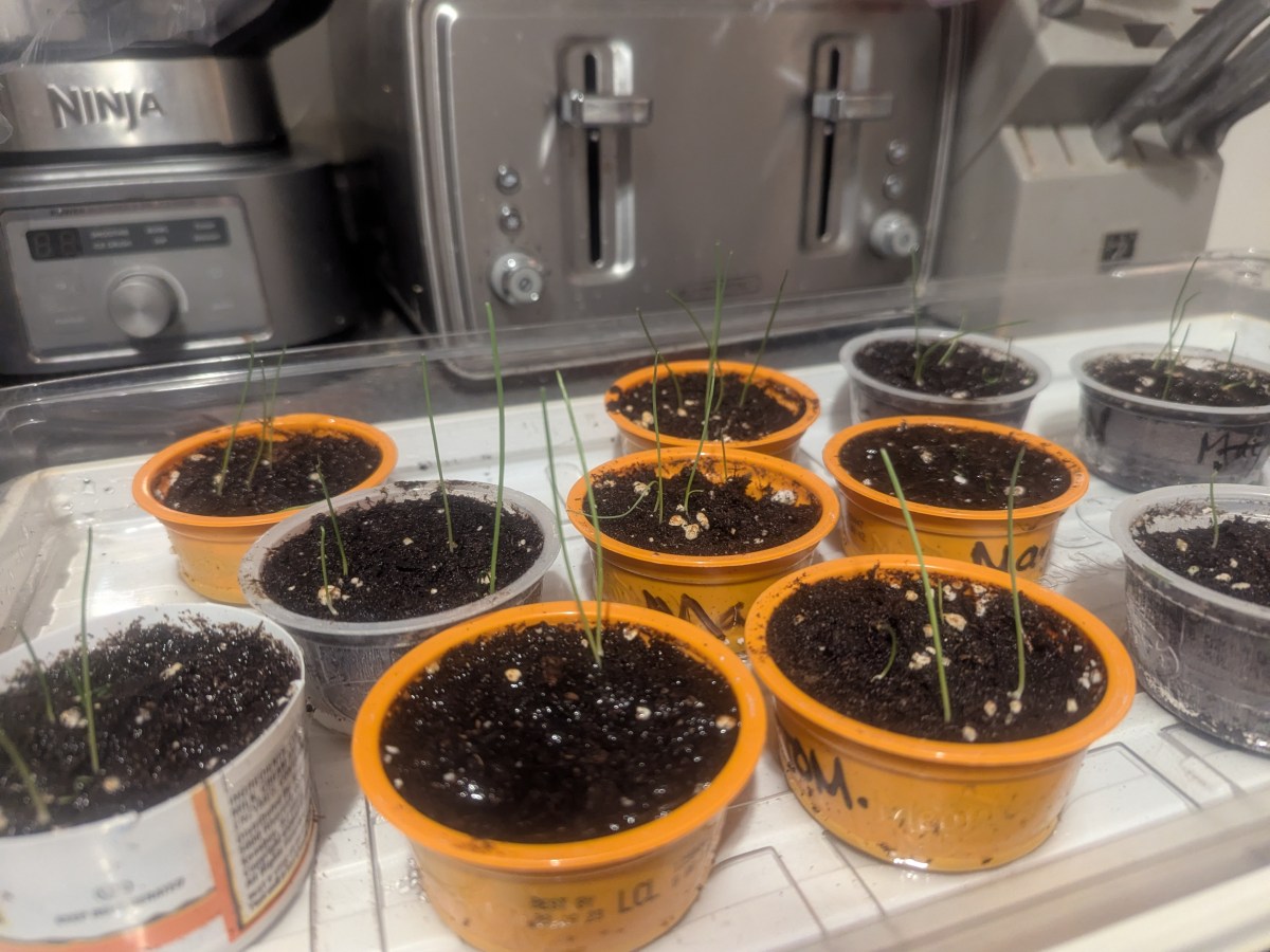 Literally Dreaming of&nbsp;Spring