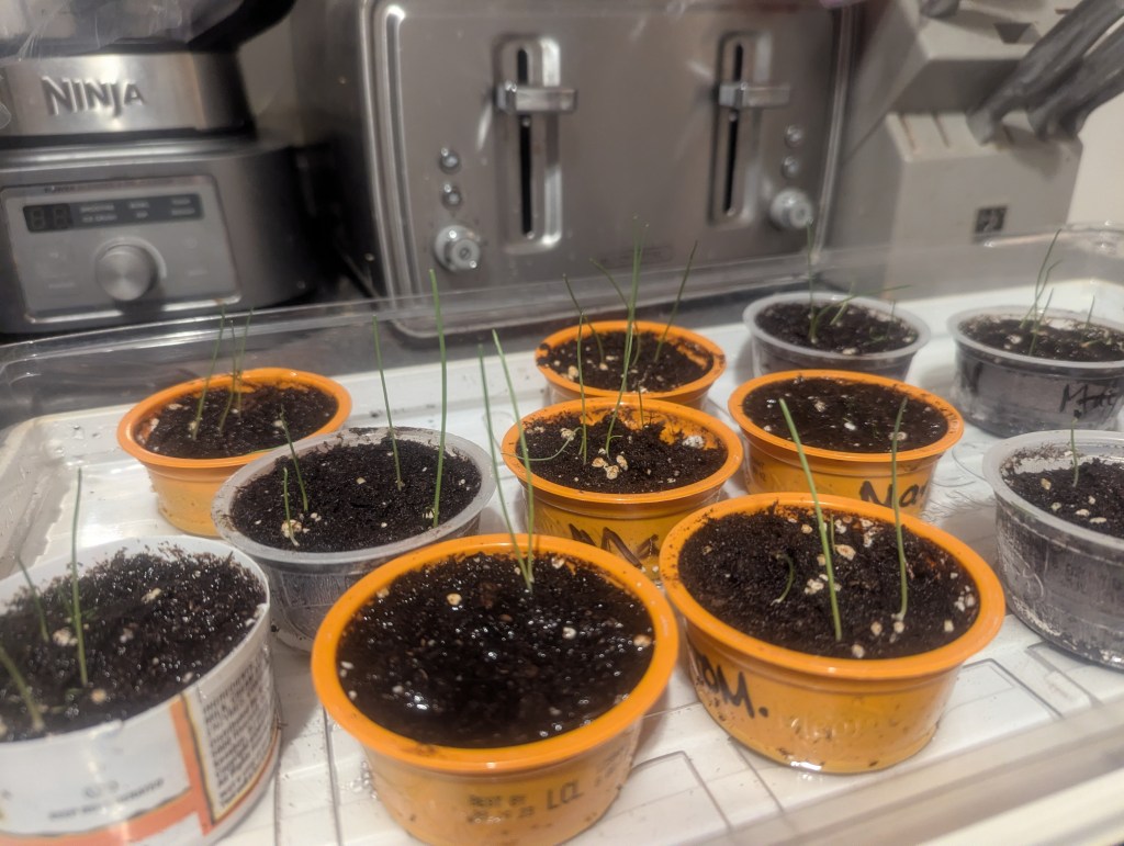 Literally Dreaming of&nbsp;Spring