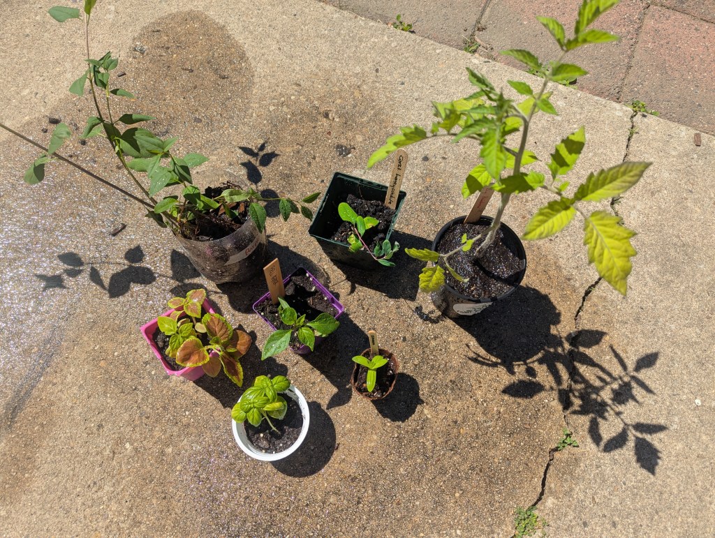 Desperately Seeking Shade
