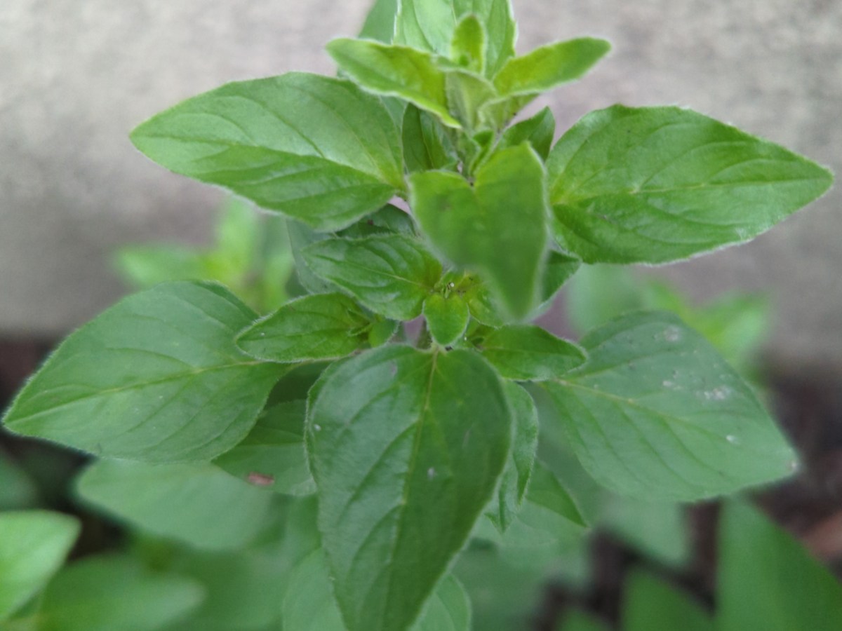 Oregano A Go-Go