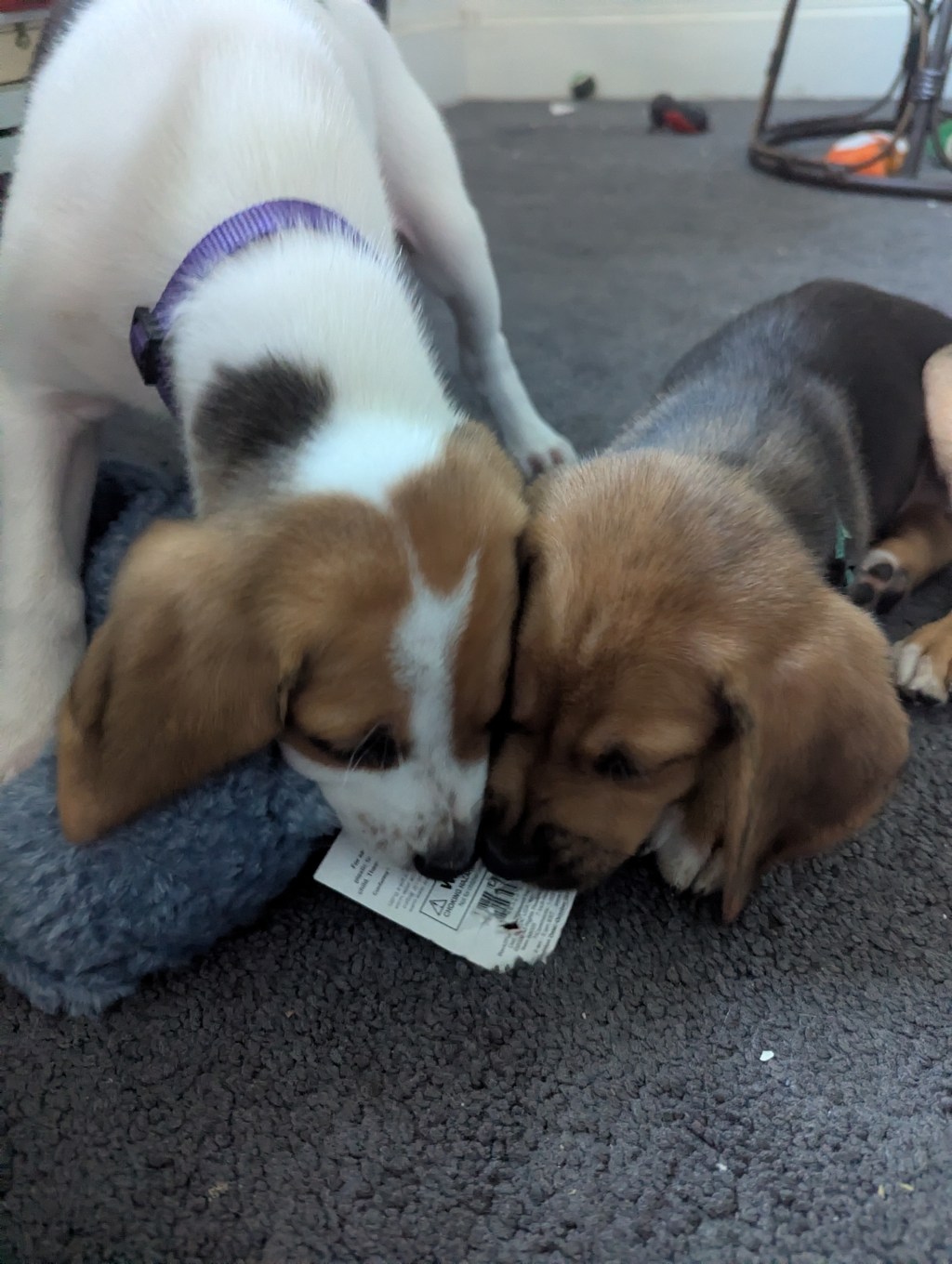 Surprise Puppies